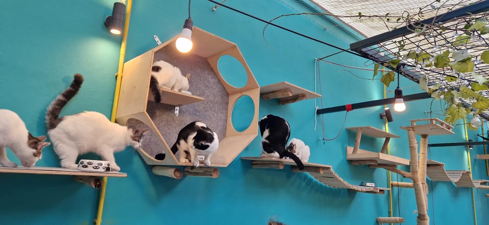 Athens: Cat Cafe Visit With Drink and Sweet - Visitor Highlights