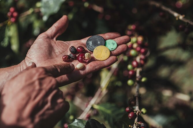 Authentic Experience of Coffee, Cane and Caco Inside the Forest - Explore Sustainable Practices