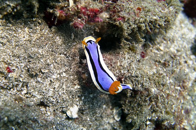 Bali Scuba Diving at Padang Bai for Certified Diver - Customer Feedback and Experiences