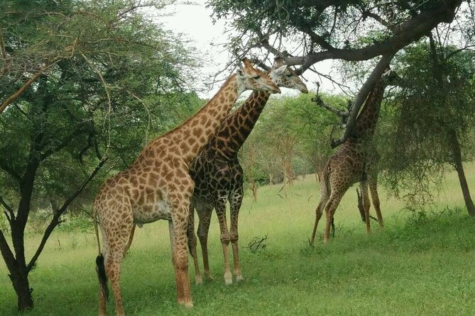 Bandia Park Safari (Minimum 2 Participants) - Guest Reviews and Feedback