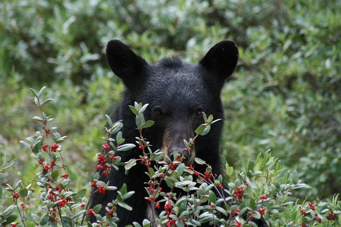 Banff to Jasper One-Way Tour - Wildlife Sightings Opportunities