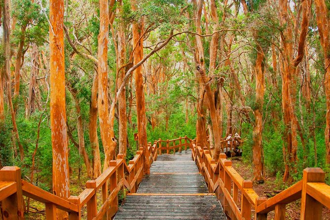 Bariloche Victoria Island and Arrayanes Forest - Navigating Arrayanes Forest