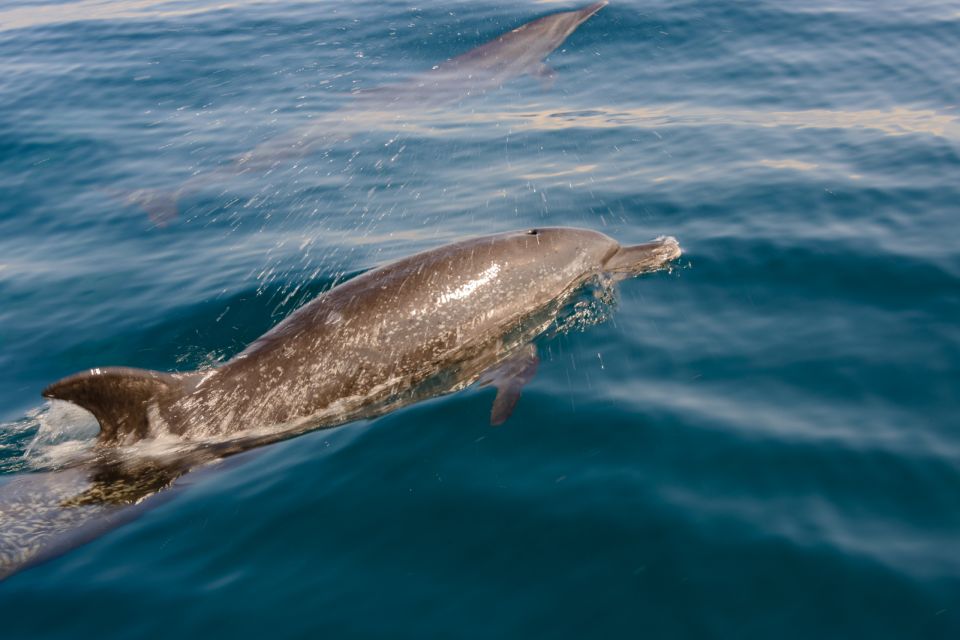 Benalmadena: Dolphin Watching Boat Tour - Customer Reviews and Ratings