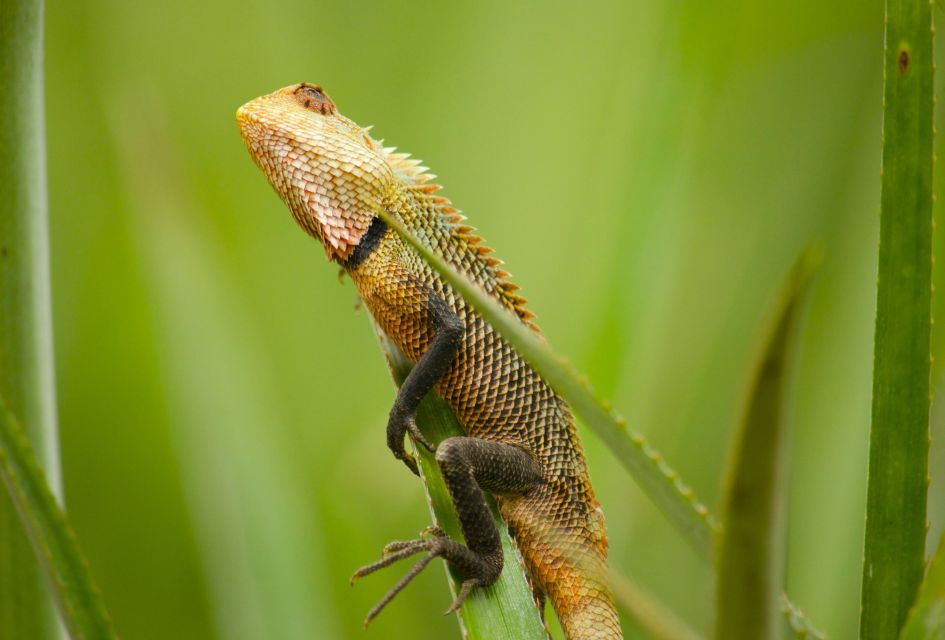 Bentota Beach, River Mangroves Lagoon, Wildlife Tour - Pricing and Availability