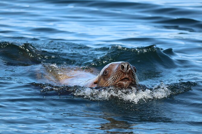 Best Whale Watching and Wildlife Shore Excursion in Sitka - Traveler Reviews and Ratings