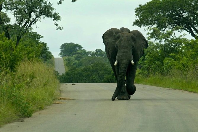 Big 5 Kruger National Park 2 Days Safari From Johannesburg - Traveler Feedback