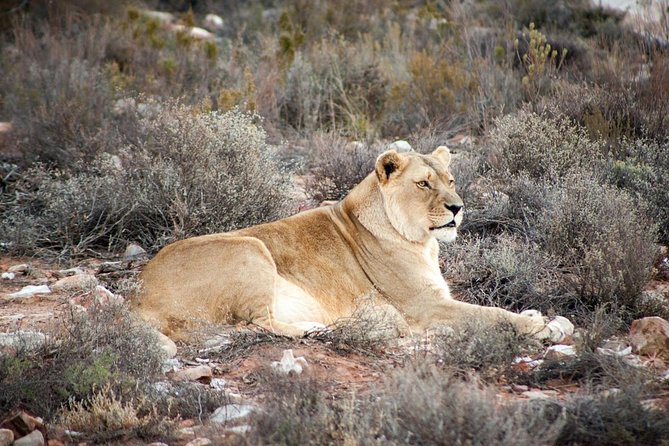 Big 5 Safari One Day Tour - Exploring the Big 5