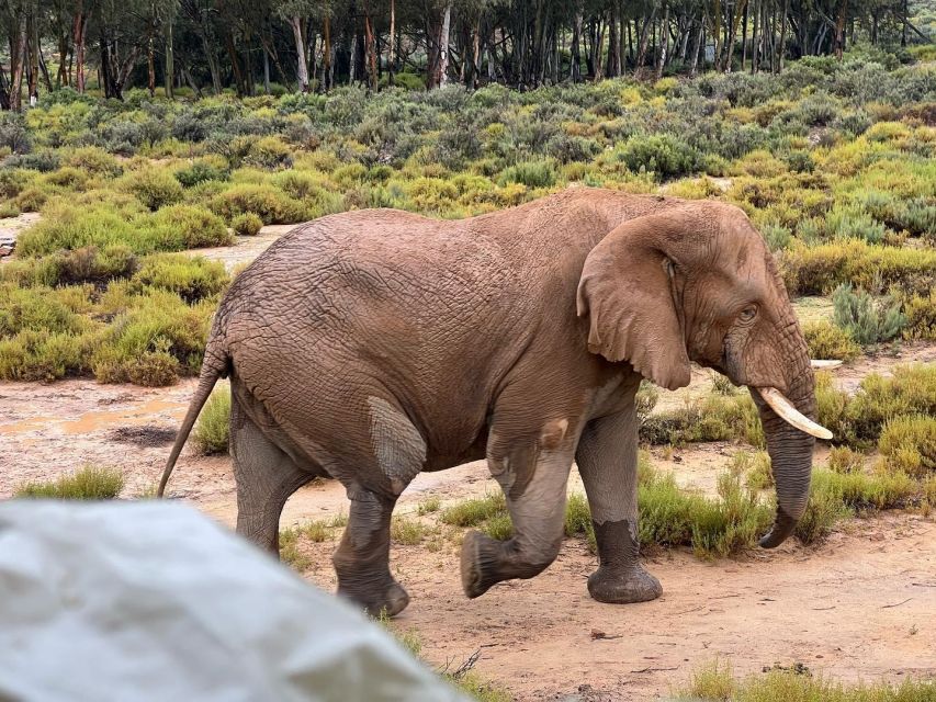 Big-Five Safari: Full-Day Guided Return Transfer - Immersive Horseback Safaris