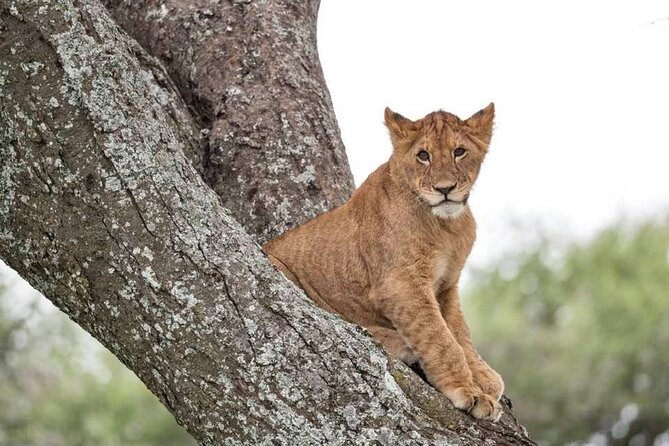 Big Five Safari In Tanzania - Safety and Insurance