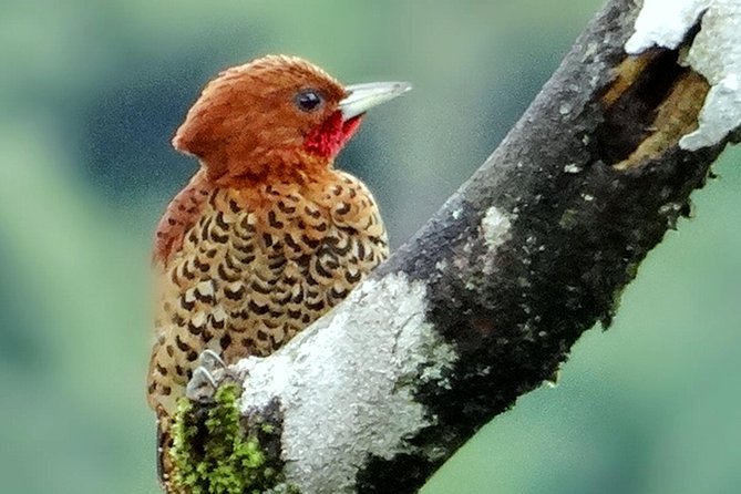 Bird Watching Tour Arenal Mundo Aventura - Pickup and Meeting Details