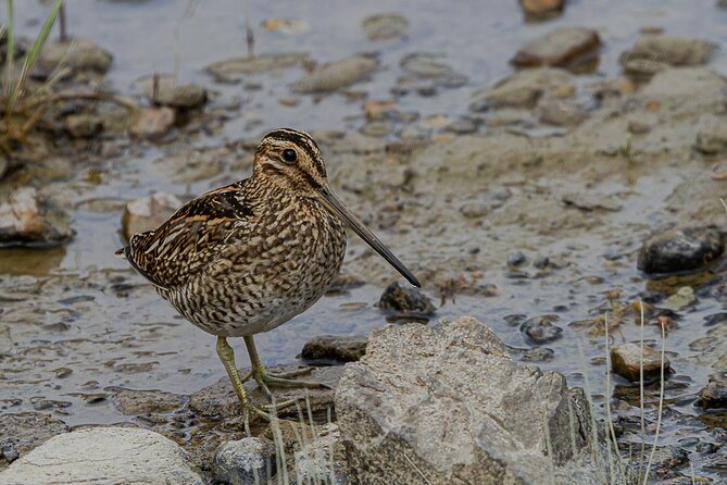 Birding in Tierra Del Fuego National Park - Tour Highlights