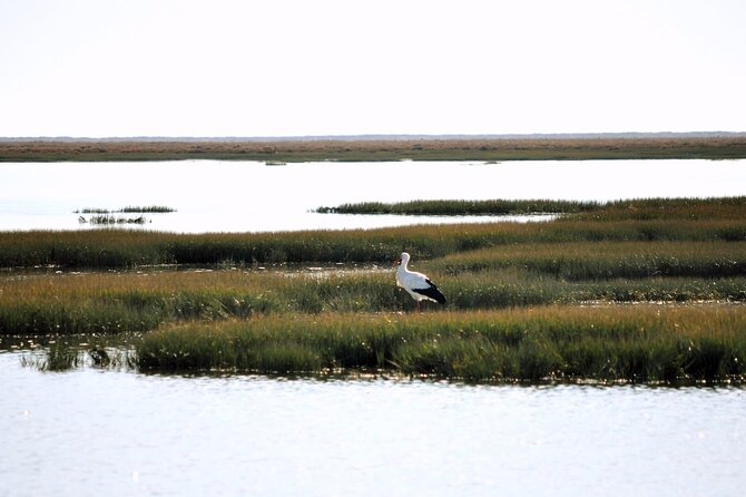 Birdwatching in Ria Formosa - Eco Boat Tour From Faro - Meeting and Pickup