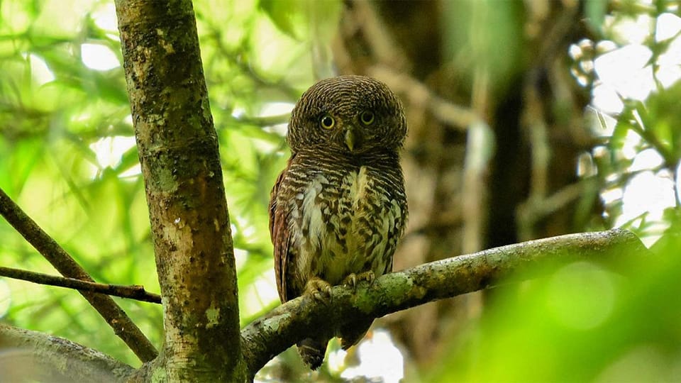 Birdwatching Walk in Thalangama Wetland From Colombo - Birding Season Highlights