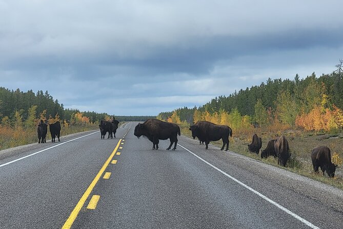 Bison Highway Road Tour - Bison Sightings