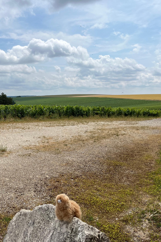 Bordeaux Private Walking & Tasting Tour - Meeting Point