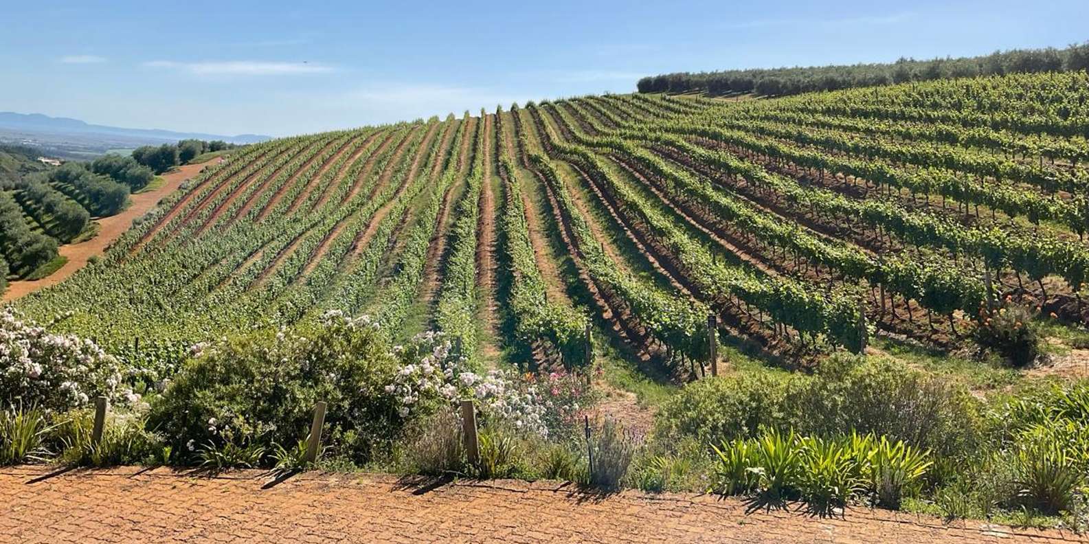 Boulders Beach Penguins and Wine Tasting Full-Day Tour - Wine Tasting Experience