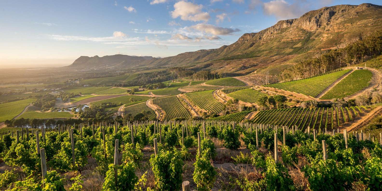 Boulders Beach Penguins and Wine Tasting Full-Day Tour - Tour Guide and Transportation