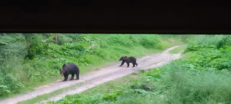 Brașov: 4-Hour Bear Watching Tour in Carpathian Mountains - Participant Guidelines