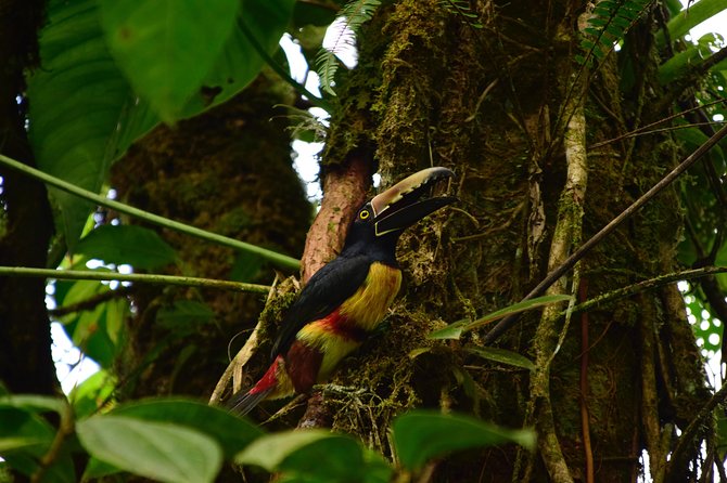 Braulio Carrillo Bird Watching Full Day Pass - Customer Reviews and Feedback