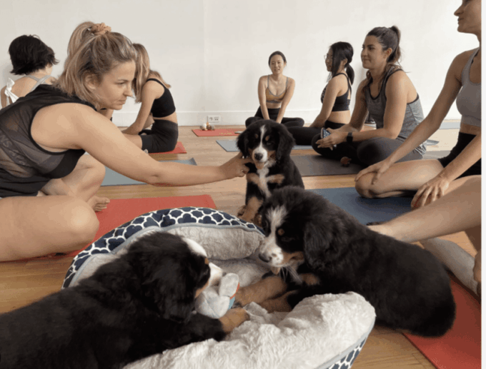 Budapest: Puppy Yoga Class - Customer Experiences