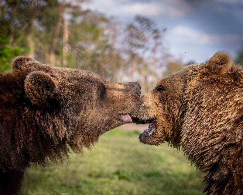 Budapest: Transport & Guided Tour of Bear and Wolf Sanctuary - Transportation Information