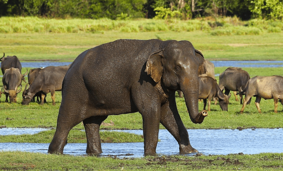 Budget Safari to Wilpaththu National Park From Anuradhapura - Booking and Availability