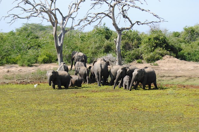 Bundala Birding Paradise - All Inclusive Tour - Accessibility and Child Policies