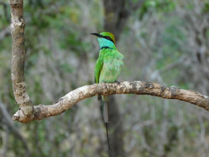 Bundala Half Day Safari PRIVATE Tours (Morning & Afternoon) - Booking and Cancellation Policy