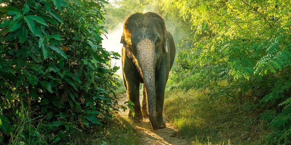 Bundala National Park Sunrise Wildlife Expedition - Transportation Details