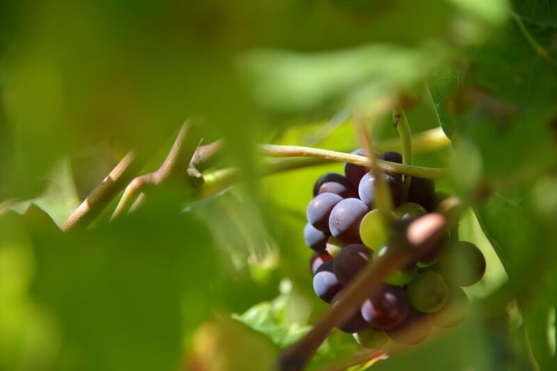 Burgundy Wines Full-Day Tasting Tour From Dijon - Customer Reviews and Feedback