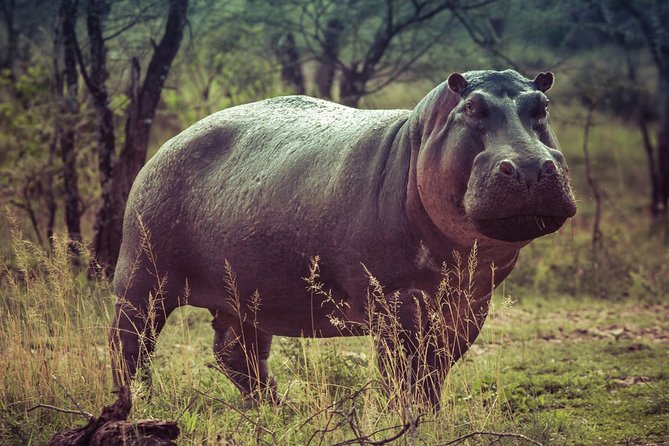 Bwindi Impenetrable Kenya Tanzania Gorilla Safari 14 Days 13 Nights - Transportation and Logistics