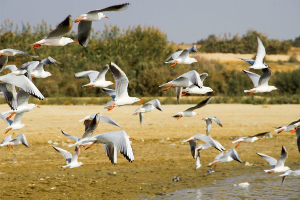 Cairo: Wadi El Ryan, El Fayoum Oasis & Bird Watching Tour - Bird Watching Opportunities