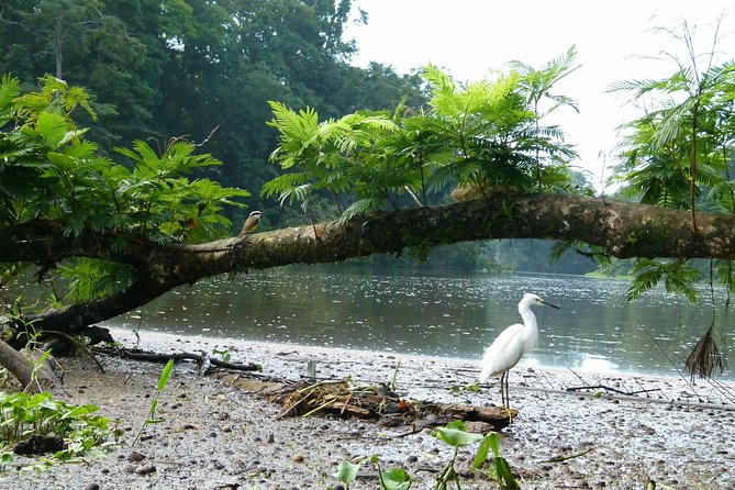 Canoe Tour in Tortuguero National Park - Operator Information