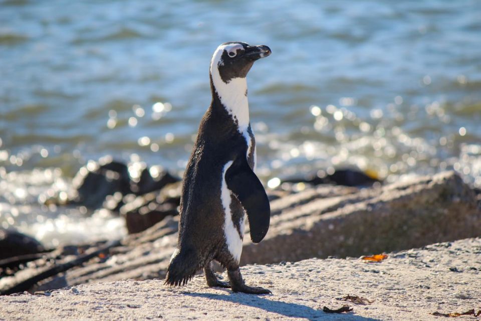 Cape Agulhas, Hermanus & Stoney Point Penguins Full Day Tour - Tour Inclusions and Details