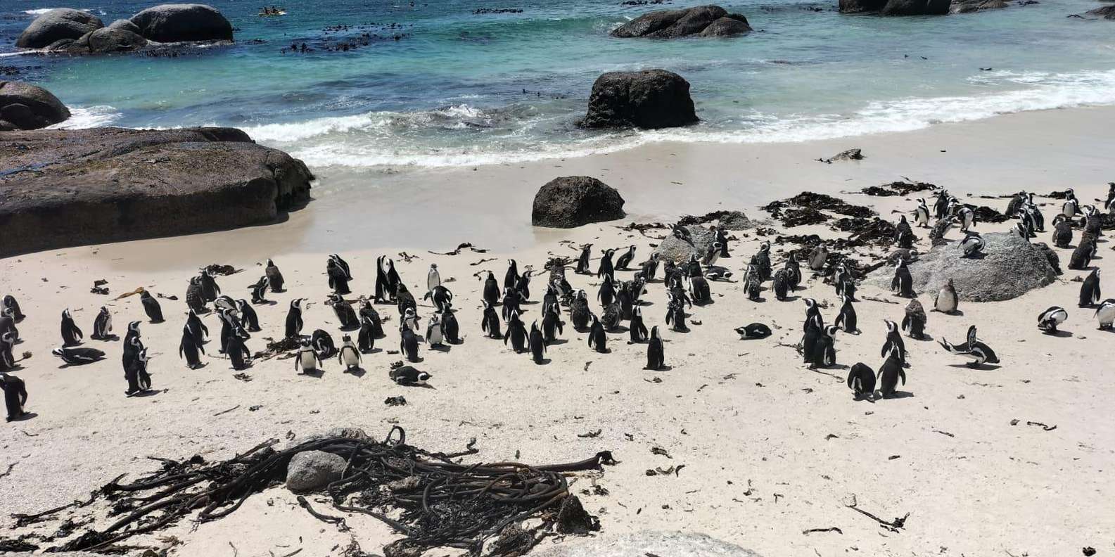 Cape of Good Hope and Boulder's Beach Penguins Private Tours - Scenic Drives and Views