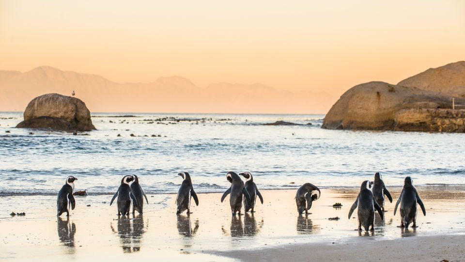 Cape Town: Peninsula, Penguins & Cape of Good Hope Day Tour - Scenic Vistas