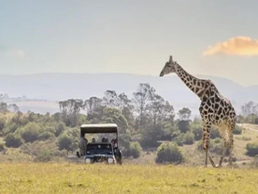 Cape Town: Private Safari at Aquila Game Receive - Additional Activities