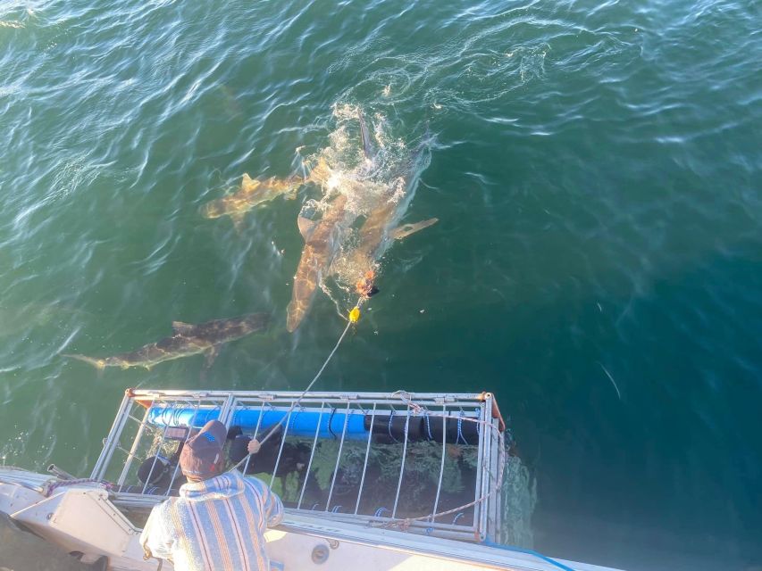 Cape Town: Shark Cage Diving With Food and Drinks - Sighting of Marine Wildlife