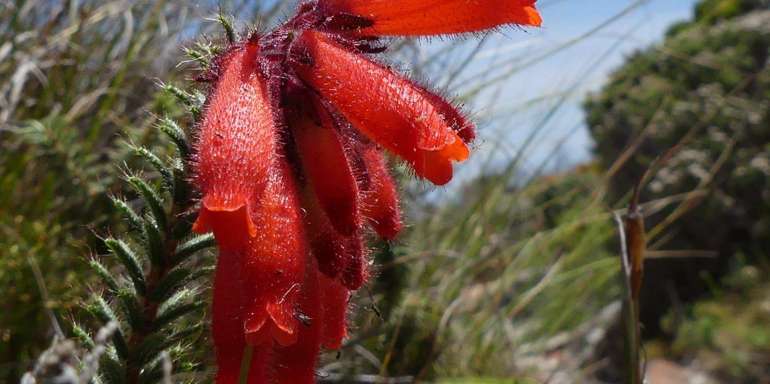 Cape Town: Table Mountain and Cape Point Small Group Tour - Booking and Availability