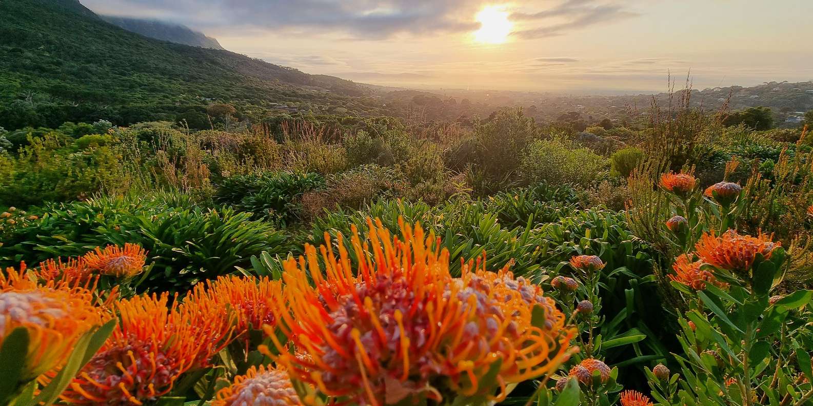 Cape Town: Table Mountain Famous Fynbos Flower Walk - Important Information