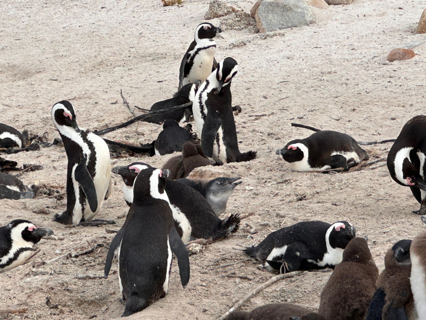 Cape Town Table Mountain Penguins & Cape Point All-inclusive - Discovering Boulders Penguin Colony