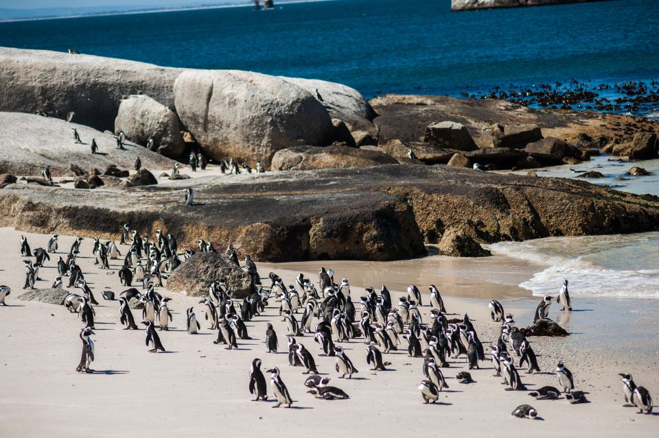 Cape Town: Table Mountain, Penguins & Cape Point Group Tour - Lunch Stop in Historic Simonstown