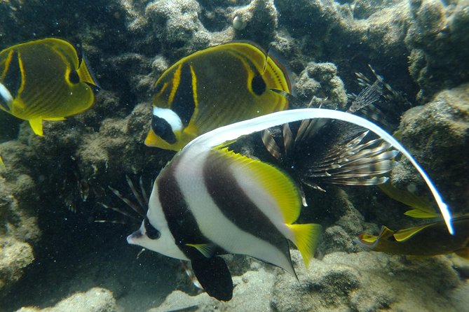 Cape Vidal Snorkeling Adventure - Traveler Reviews and Ratings