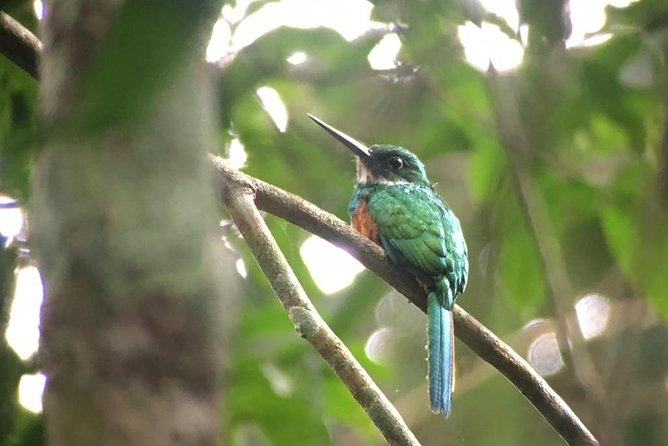 Carara National Park Birdwatching Group Guided Tour Experience. - Notable Sightings