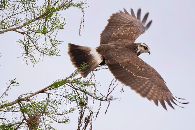 Central Florida Half-Day Private Birding Activity - 2 Person Max - Customer Experiences and Reviews