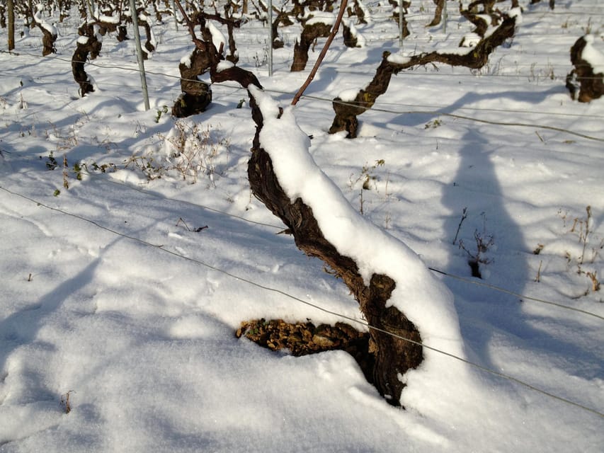 CHABLIS PRIVATE HALF DAY WINE TOUR - Vineyard Discovery