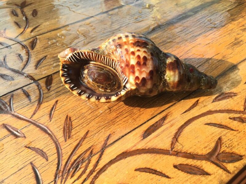 Chania: Boat Cruise to Agioi Theodoroi and Lazaretta Island - Activities and Highlights