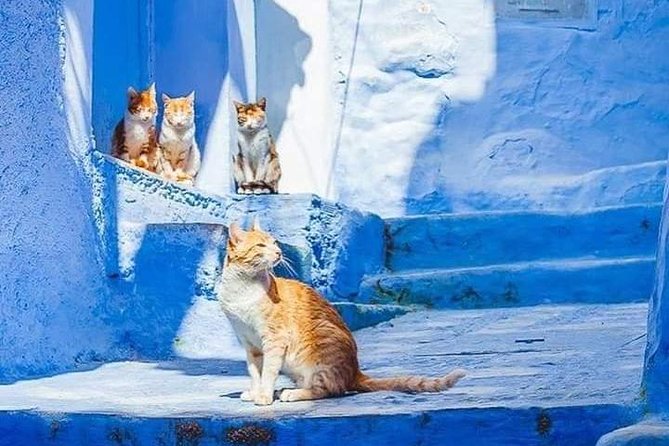 Chefchaouen Day Trip! The Blue Pearl - Accessibility Features