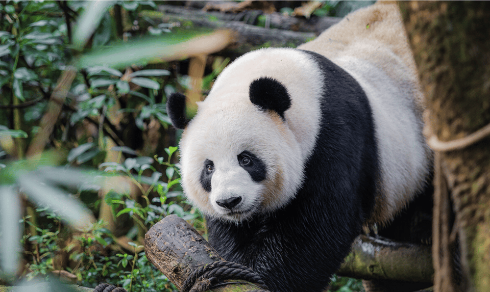 Chengdu Panda and Doujiangyan Irrigation System Private Tour - Inclusions and Exclusions