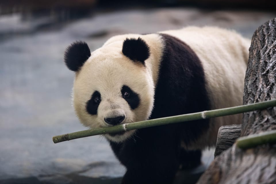 Chengdu: Panda Base Half Day Group Tour - Important Information